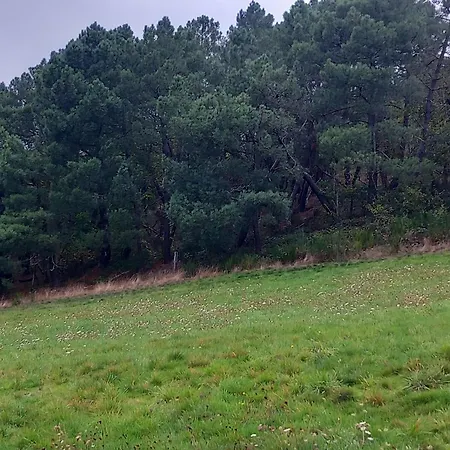 La Tourterelle En Auvergne * Champs (Auvergne)