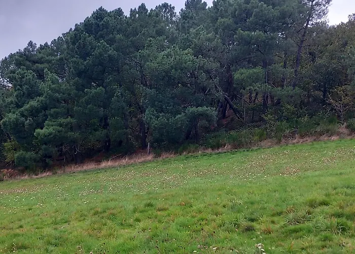 La Tourterelle En Auvergne * Champs (Auvergne)